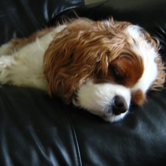 MY 2nd FOLLOW GAME - Picture 5 of 8